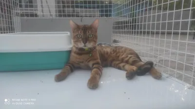 Bengal zotli erkak mushuk