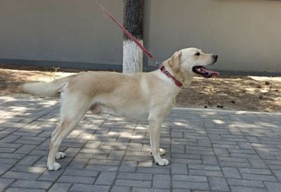 Labrador sotiladi