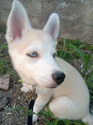 хаски щенок по низким ценам осталось один