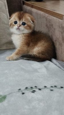 Продаётся. Чистокровный шотландский котёнок