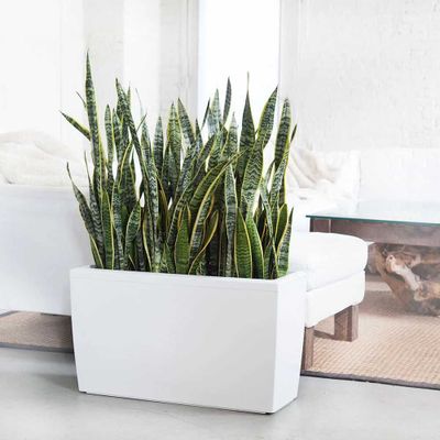 Комнатное растение - (Sansevieria) - Голландская Сансевиерия