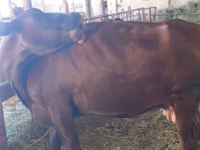 Tezda 3- qorin gunojin qisr mol qilsa ham boladi