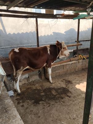 Semintal buqacha sotiladi
