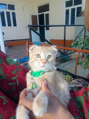 3oylik erkak mushuk