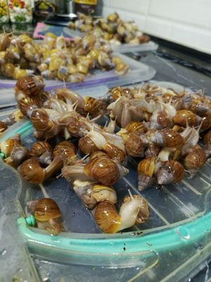 Menda juda koʻpayib ketti arzonga berib yuboraman