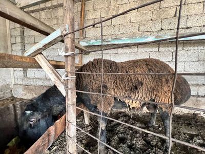 Qochqor sotiladi продается