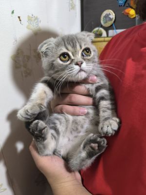 Вислоухие котята