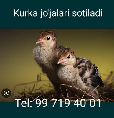 Kurka jo'jalari sotiladi