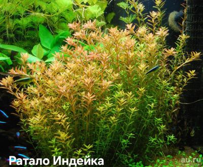 Растения растёт без Co2