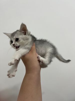 Mushu shatland tozzasi