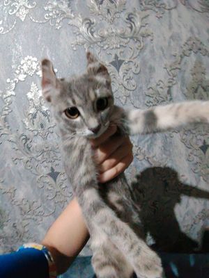 mushuk