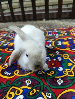 продаётся кролик Домашний карликовый пол мужской
