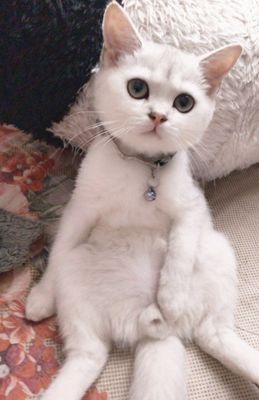Mushukcha