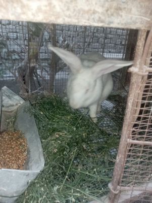 Quyonlar sotiladi kelishilgan narxlarda