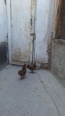 Сибрайт товук ва хуроз