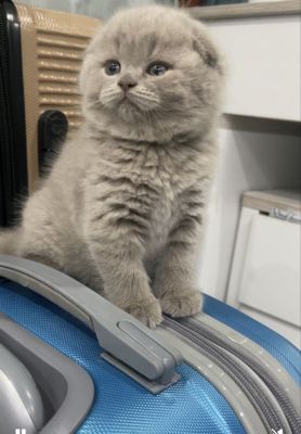 Котята скоттиш фолд , скоттиш страйд