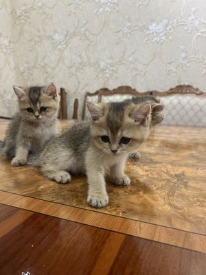 котята на продажу