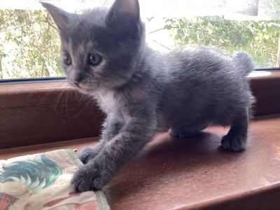 Продаётся домашний котёнок
