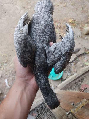 Ko shamo 2 ta kotta 6 oylik tovuq 1+1 2 oyli joʻja va bentam xoʻroz