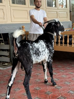 Echki taka zotli sotiladi