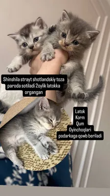 Toza qonli scottish stright serebristiy shinshila