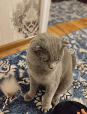 British Shorthair Blue mushukcha sotiladi!