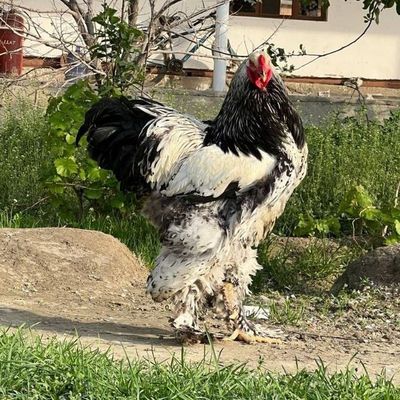 brama tochkalik jojalar bor sotiladi