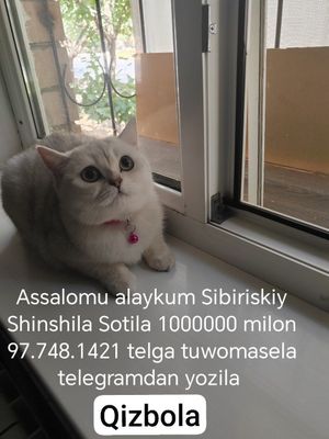 Мушук пародали бор
