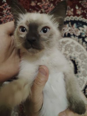Pushistiy siyamskiy mushuk qiz bola