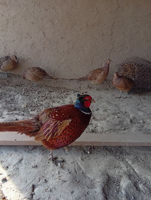 Kavkaz fazan sotiladi bitta xoʻrozi beshta makyon