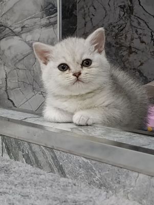 Серебристая шиншилла,от правильной вязки