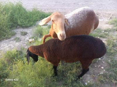 Куй она бола сотилади