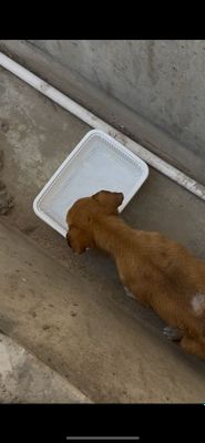 Бездомной собаке нужен дом