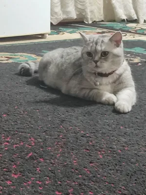 Чистая порода шотландская вислоухая кошка она беременная