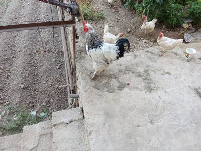 Brama horoz uyda boqilgan