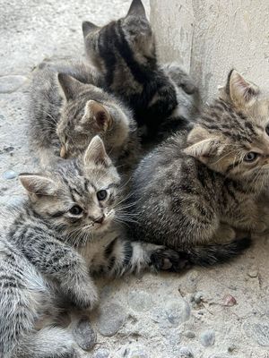 Парода, мушук факат яхши кол эгасига топширилади, 200$