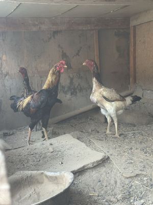 Dakan tovuq Xoʻroz