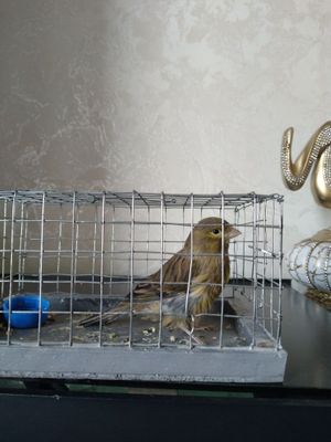 Кенар сотилади . Ург-очи