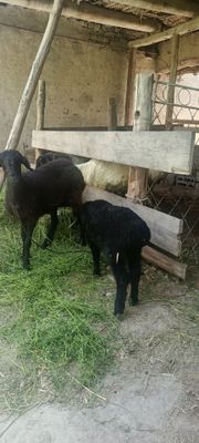 Ona bola qoʻy sotiladi