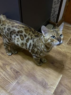 Bengalski mishuk sotiladi, jinsi erkak