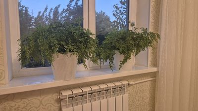 Цветы цена 250.000.Очень красивые.Город Чирчик