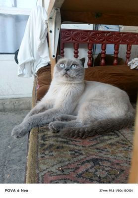 британски