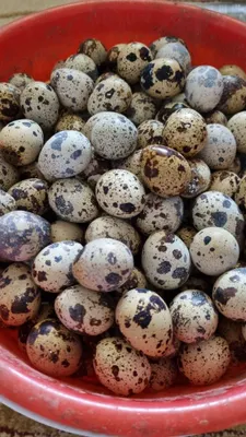 Бедана тухуми сотилади