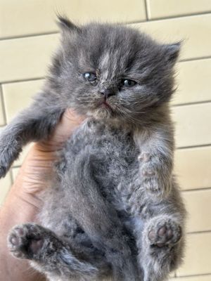 Продойотся хайленд фолд девочка