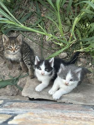 Котята 1 месячные