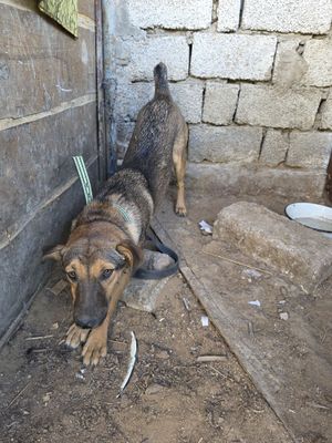 Отдам лабрадора мальчик 1 год