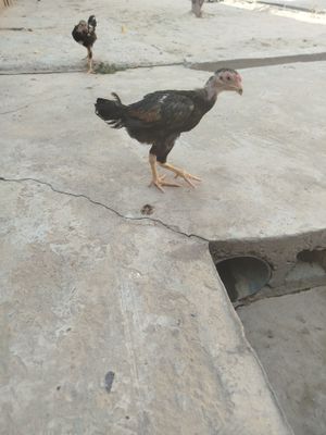 Bobo joja sotilad