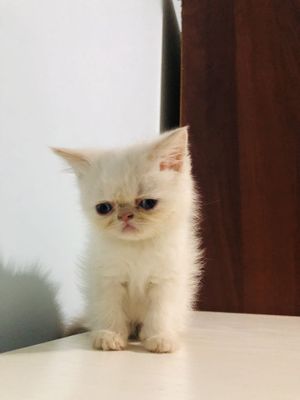 Чистокровний экзот мальчик