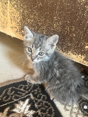 Котёнок