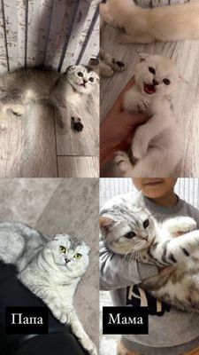 Продам котят шиншил — $90 Shinshilla mushukchalar — $90